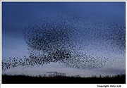 33. Calvert Starling roost